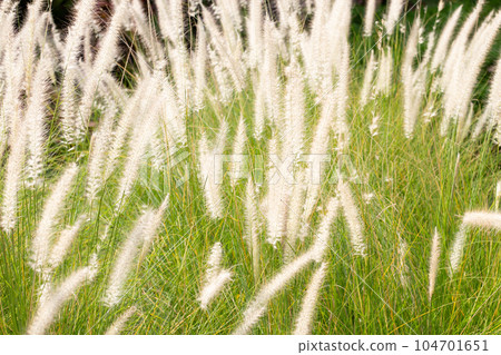 Fountain grass or pennisetum alopecuroides Fountain grass or pennisetum alopecuroides 104701651