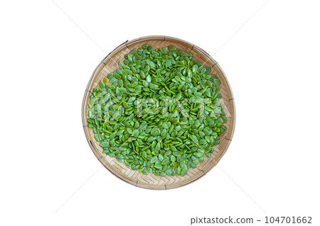 Leucaena leucocephala seeds isolated on white background 104701662