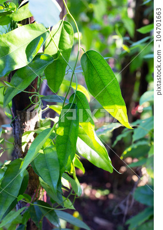 Tiliacora triandra leaves. Green leaf herb 104701663