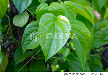 Green leaves of betel plant in the garden 104701668