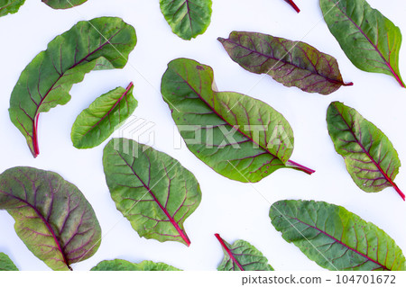 Swiss chard on white background. Baby leaf swiss chard 104701672