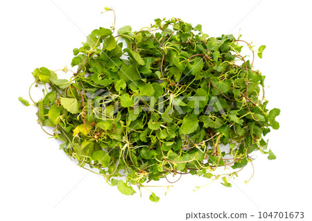Gotu kola plant or Asiatic pennywort, Indian pennywort 104701673