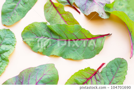 Fresh swiss chard leaves. Baby leaf swiss chard 104701690