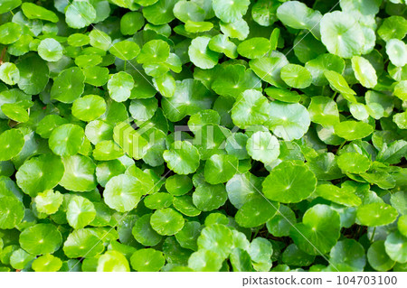 Fresh green centella asiatica leaves 104703100