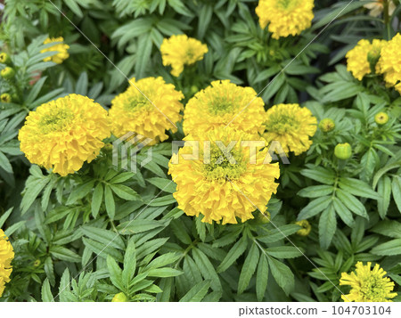 Yellow marigold flower in garden 104703104