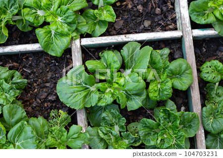Milk white baby bok choy in vegetable patch 104703231