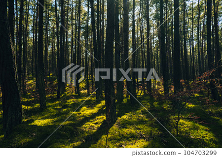 Beautiful pine and fir forest with thick layer of green moss covering the forest floor. Scenic view Sunlight shining through the branches land background. Magical Deep foggy Misty Old Forest Sun Rays Beautiful pine and fir forest with thick layer of green moss covering the forest floor. Scenic view Sunlight shining through the branches land background. Magical Deep foggy Misty Old Forest Sun Rays 104703299