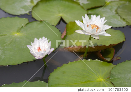 Beautiful white water lily. Lotus flower with green leaves Beautiful white water lily. Lotus flower with green leaves 104703300