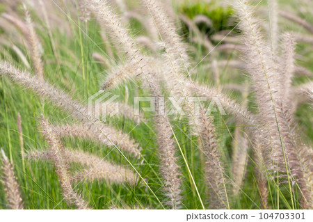Fountain grass or pennisetum alopecuroides Fountain grass or pennisetum alopecuroides 104703301
