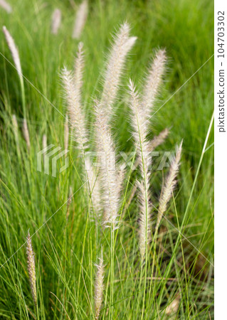 Fountain grass or pennisetum alopecuroides Fountain grass or pennisetum alopecuroides 104703302