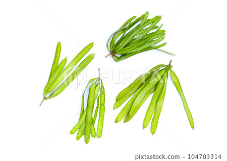 Leucaena leucocephala isolated on white background Leucaena leucocephala isolated on white background 104703314