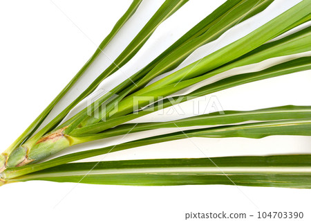 Sugar cane leaves on white background. Sugar cane leaves on white background. 104703390