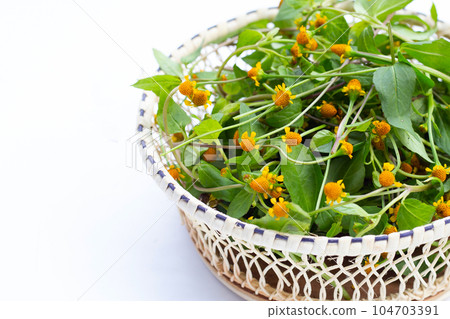 Yellow flower with green leaves of acmella oleracea or toothache plant on white background Yellow flower with green leaves of acmella oleracea or toothache plant on white background 104703391