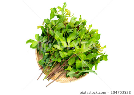 Brazilian peppertree leaves on white background. Brazilian peppertree leaves on white background. 104703528