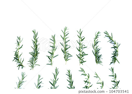 Fresh rosemary on white background. 104703541