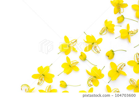 Cassia fistula flower on white background. Cassia fistula flower on white background. 104703600