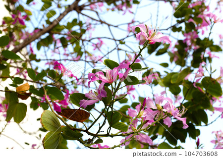 Bauhinia purpurea tree with pink flower Bauhinia purpurea tree with pink flower 104703608