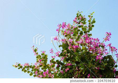 Bauhinia purpurea tree with pink flower Bauhinia purpurea tree with pink flower 104703610