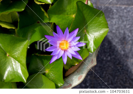 Beautiful purple water lily. Lotus flower with green leaves 104703631