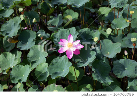 Pink lotus flower blooming in pond with green leaves Pink lotus flower blooming in pond with green leaves 104703799