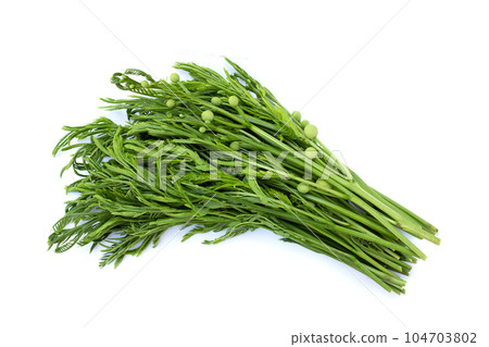 Leucaena leucocephala isolated on white background Leucaena leucocephala isolated on white background 104703802
