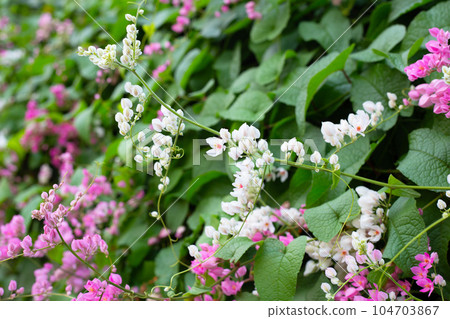 Mexican creeper, Chain of love, Coral vine. Pink flower 104703867