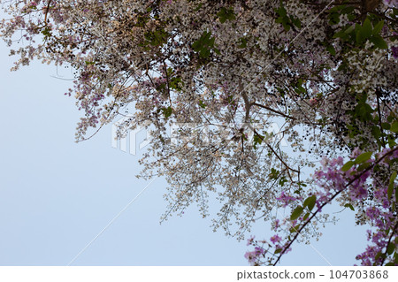 Thai bungor tree (Lagerstroemia loudonii Teijsm and Binn) Thai bungor tree (Lagerstroemia loudonii Teijsm and Binn) 104703868
