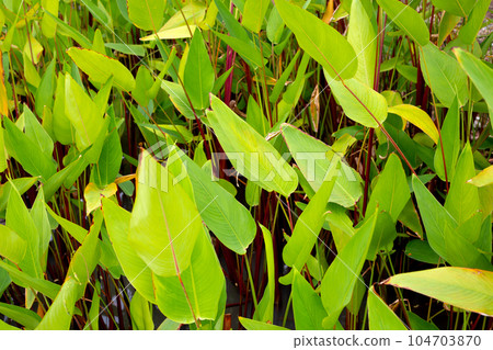 Alligator Flag, Water Canna (Thalia geniculata L.) 104703870