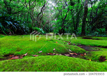 與青苔的風景 與青苔的風景 104703933