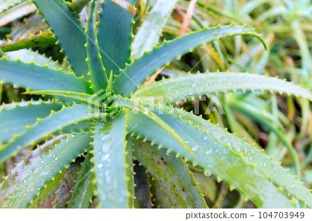 Kidachi aloe with raindrops 104703949