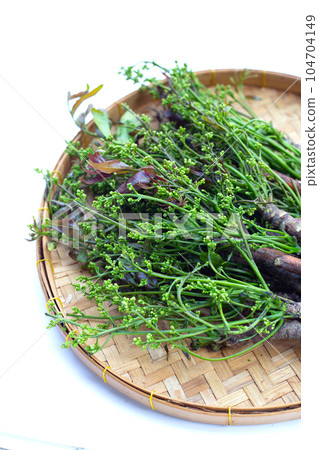 Neem leaves with flowers on dark background. Neem leaves with flowers on dark background. 104704149