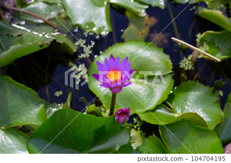 Beautiful blooming Nymphaea lotus flower with leaves, Water lily pot Beautiful blooming Nymphaea lotus flower with leaves, Water lily pot 104704195
