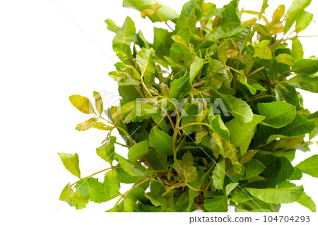 Brazilian peppertree leaves on white background. Brazilian peppertree leaves on white background. 104704293