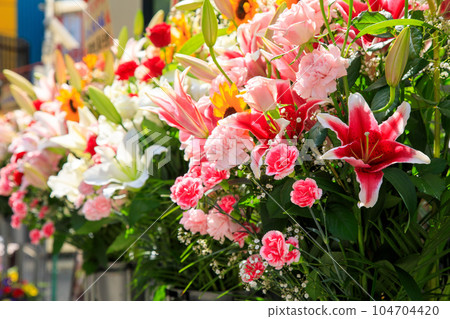 開花 開花 104704420