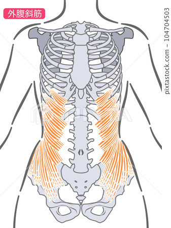 female external oblique muscle 104704503