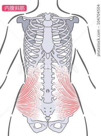 female internal oblique muscle female internal oblique muscle 104704504