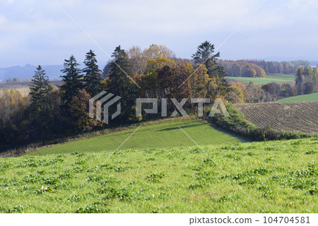 Beautiful scenery of Biei in autumn 104704581