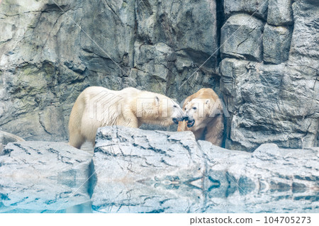 Material Polar bear Material Polar bear 104705273