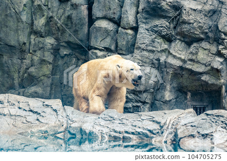 材質 北極熊 104705275