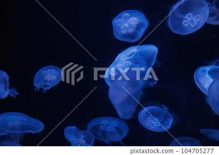 Material Water jellyfish 104705277