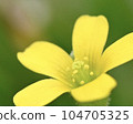 Katabi 104705325