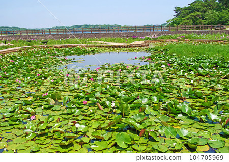 Water lily pond in Tokiwa Park, a popular sightseeing spot in Ube City, Yamaguchi Prefecture 104705969