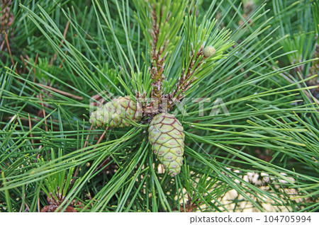 常青樹黑松，黃綠色幼松果 104705994