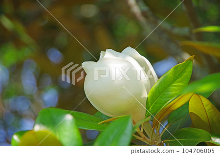 常綠高大的喬木,開著大白花向上 常綠高大的喬木,開著大白花向上 104706005