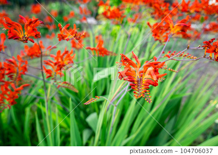 Blooming daffodil flowers Blooming daffodil flowers 104706037
