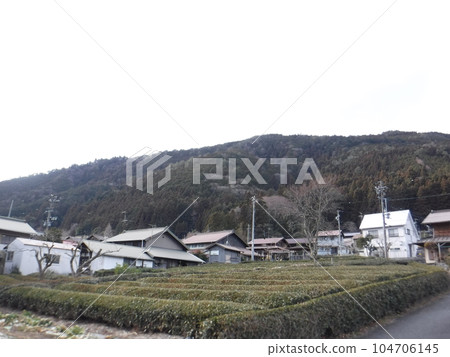 landscape of tea plantation 104706145