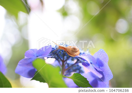 Snail 3094 104706286