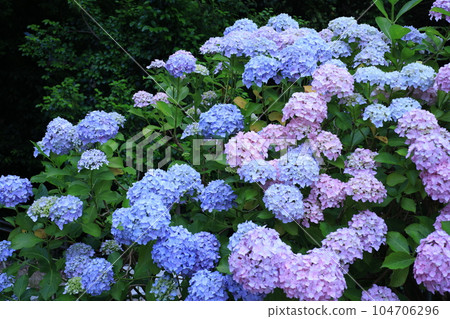 Hydrangea 3163 104706296