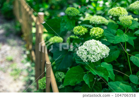 Material Hydrangea Material Hydrangea 104706358
