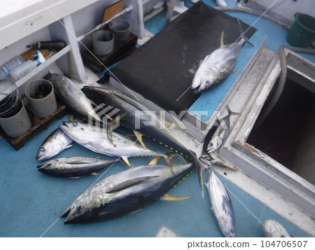 caught tuna caught tuna 104706507